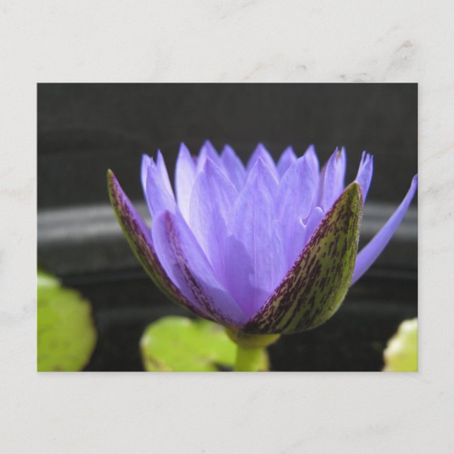 Laura Frase Vykort (Framsida)