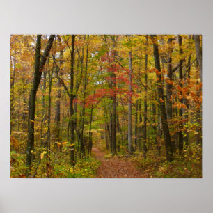 Laurel Backe Trail in Fall Poster