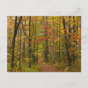 Laurel Backe Trail in Fall Vykort