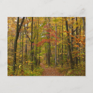 Laurel Backe Trail in Fall Vykort