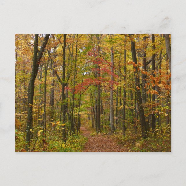 Laurel Backe Trail in Fall Vykort (Framsida)