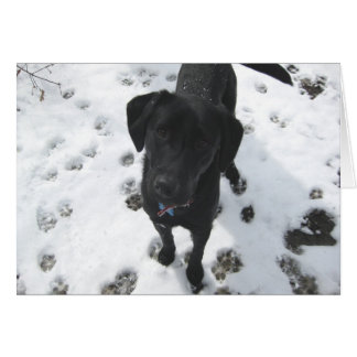 Laurel i snö hälsningskort