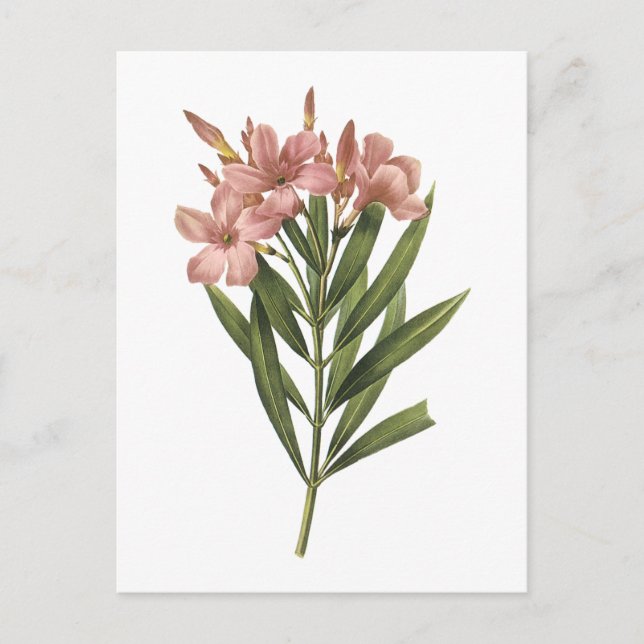 laurier ro (Nerium sp.) från Redouté Vykort (Framsida)