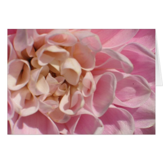 Lauries Dahlia Hälsningskort (Framsidan Horizontal)