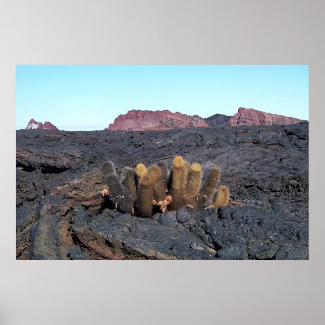 Lava Cacti Poster (Framsidan)