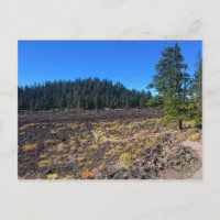 Lava Cast Forest, Oregon
