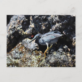 Lava Heron, Galapagosöarna Vykort