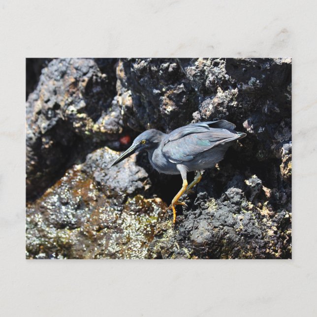 Lava Heron, Galapagosöarna Vykort (Framsida)