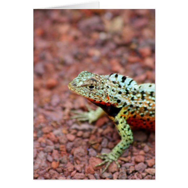 Lava Lizard Hälsningskort (Framsidan)