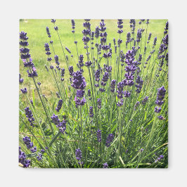 Lavanda-blommor på sommaren magnet