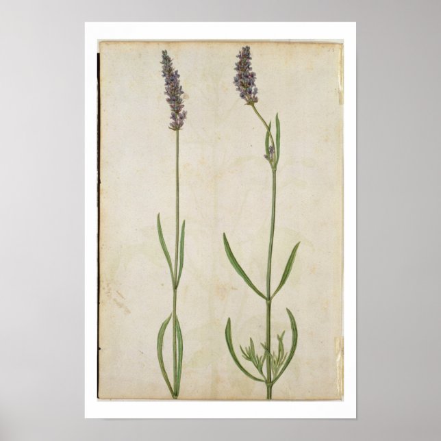 Lavandula officinalis (Old English Lavender), c.15 Poster (Framsidan)