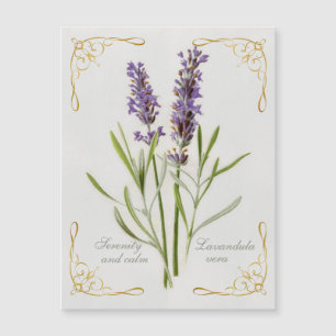 Lavandula Vera Serenity and Lugn