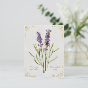 Lavandula Vera Serenity and Lugn