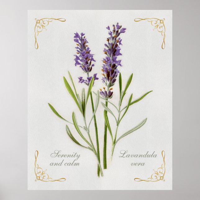 Lavandula Vera Serenity and Lugn Poster (Framsidan)