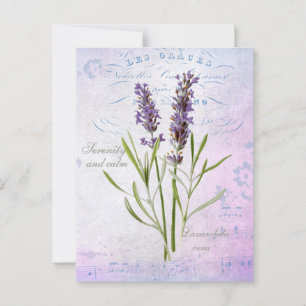 Lavandula Vera Serenity and Lugn Vykort