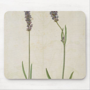 Lavandulaofficinalis (gammal engelsk lavendel), musmatta