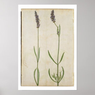 Lavandulaofficinalis (gammal engelsk lavendel), poster