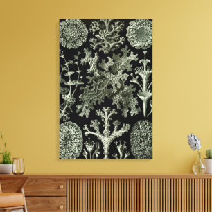 Lavar av Ernst Haeckel, Vintage naturväxter Canvastryck