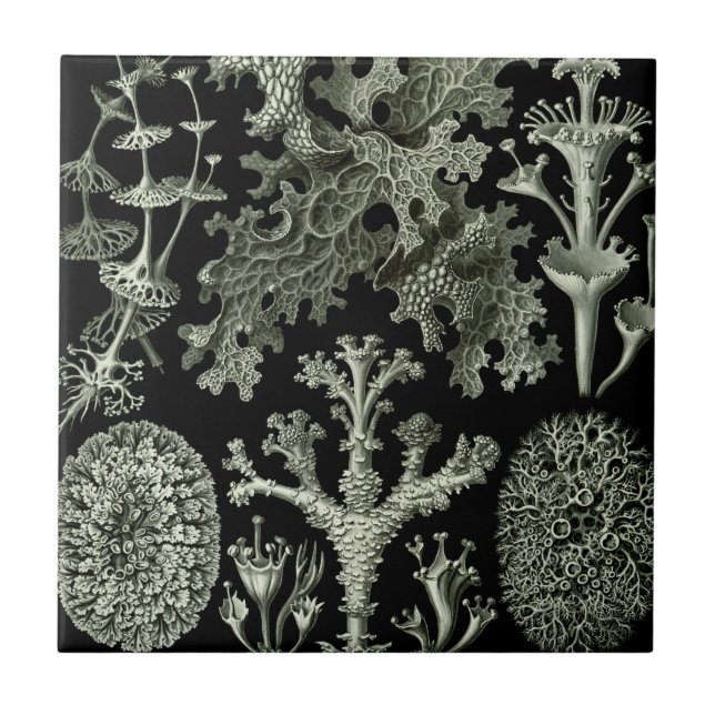 Lavar av Ernst Haeckel, Vintage naturväxter Kakelplatta (Framsidan)