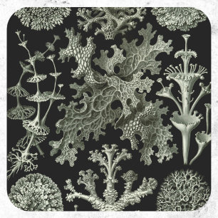 Lavar av Ernst Haeckel, Vintage naturväxter Runt Klistermärke