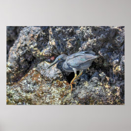 Lavastränder, Galapagosöarna Poster