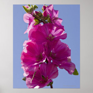 Lavatera, även känd som Träd Mallow. Poster