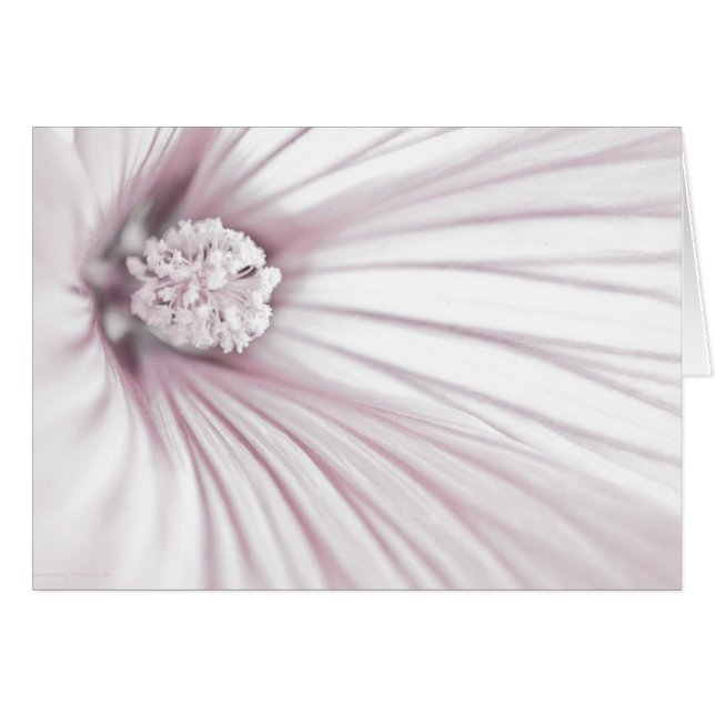 Lavatera Flower Makrokort Hälsningskort (Framsidan Horizontal)