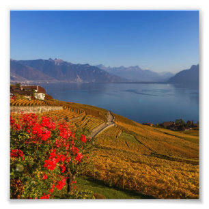 Lavaux-området, Vaud, Schweiz Fototryck