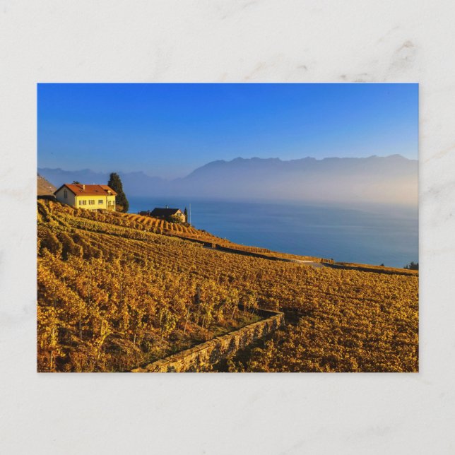 Lavaux region, Vaud, Schweitz Vykort (Framsida)