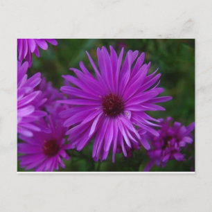 Lavendar Aster Vykort