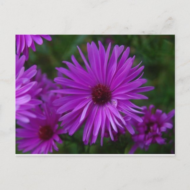 Lavendar Aster Vykort (Framsida)