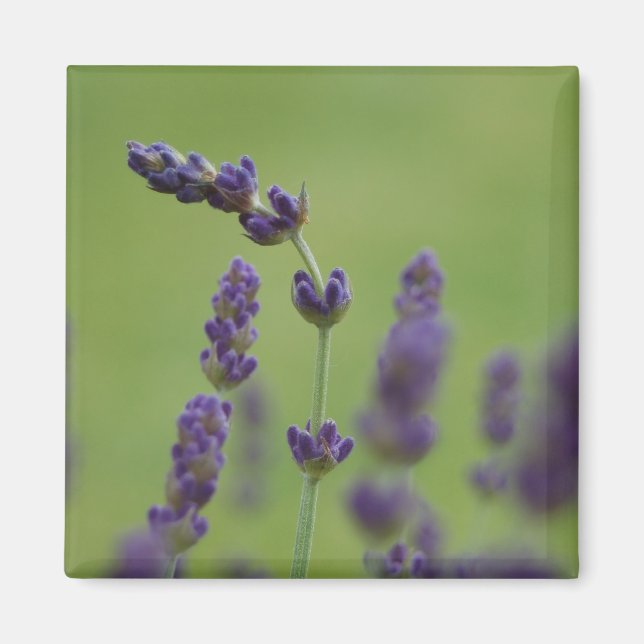 Lavendar Blommigt Magnet (Framsidan)