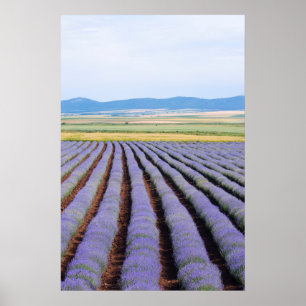 Lavendar fält poster