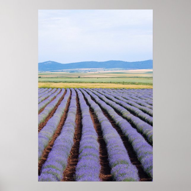 Lavendar fält poster (Framsidan)
