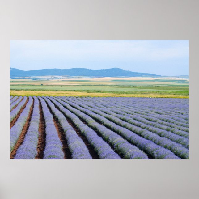 Lavendar fält poster (Framsidan)