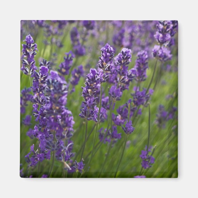 Lavendar | Lavendel Magnet (Framsidan)