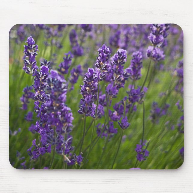 Lavendar | Lavendel Musmatta (Framsidan)