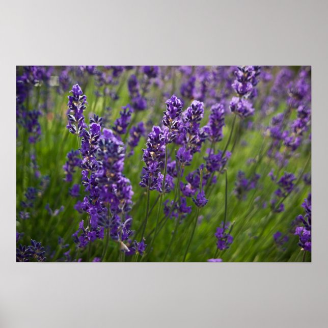 Lavendar | Lavendel Poster (Framsidan)