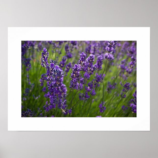 Lavendar | Lavendel Poster (Framsidan)