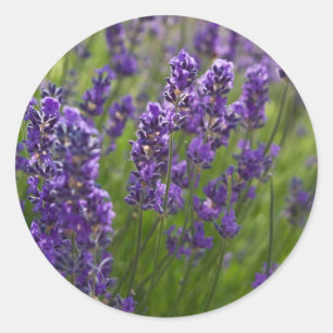 Lavendar Lavendel Runt Klistermärke