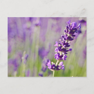 Lavendar | Lavendel Vykort