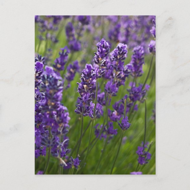 Lavendar | Lavendel Vykort (Framsida)