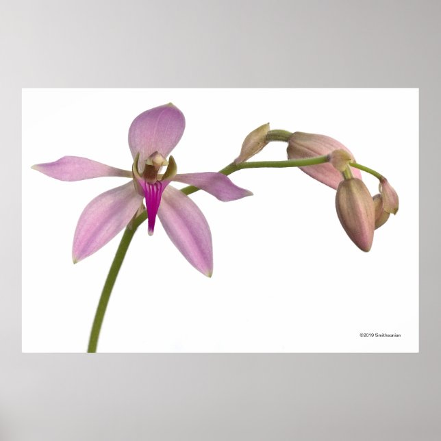 Lavendar Lila Orchid Poster (Framsidan)
