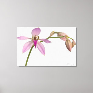Lavendar lilaOrchid Canvastryck
