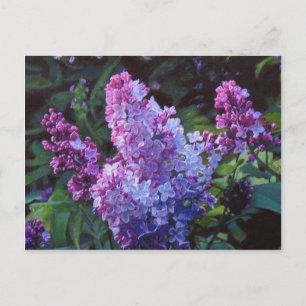 Lavendar lilor vykort