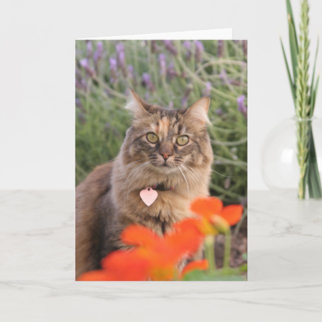 Lavendar, Nasturtium och en sköldpadds- katt Kort (Framsida)