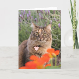 Lavendar, Nasturtium och en sköldpadds- katt Kort