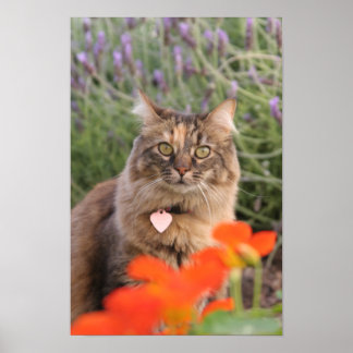Lavendar, Nasturtium och Tortoiseshell Cat Poster