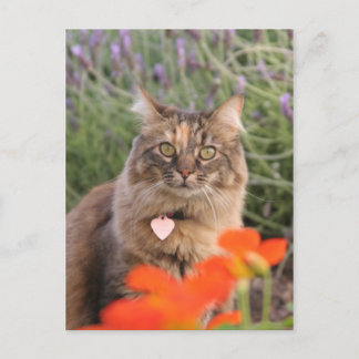 Lavendar, Nasturtium och Tortoiseshell Cat Vykort