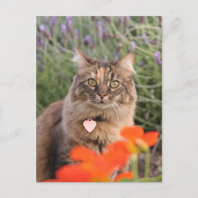 Lavendar, Nasturtium och Tortoiseshell Cat Vykort (Framsida)
